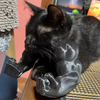 Máscara de “Bartman” + Brazos Musculosos para Gato