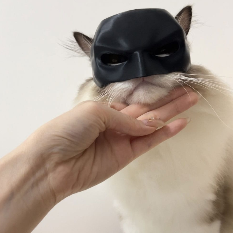 Máscara de “Bartman” + Brazos Musculosos para Gato