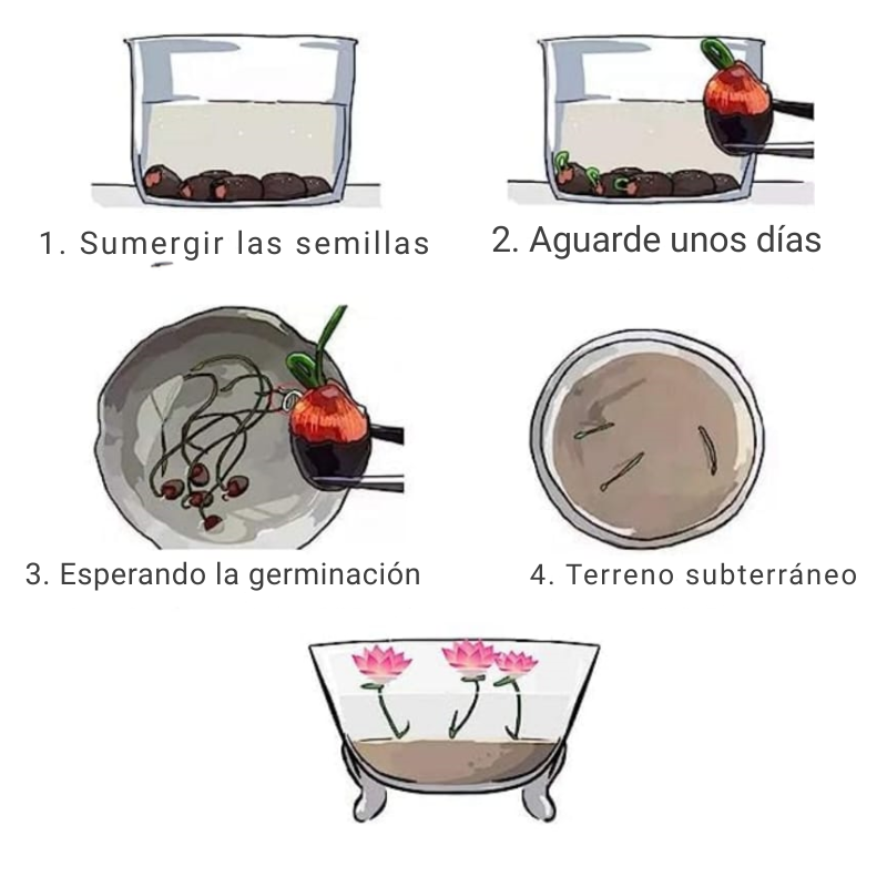 Semillas de Loto Mixtas (10Unidades)
