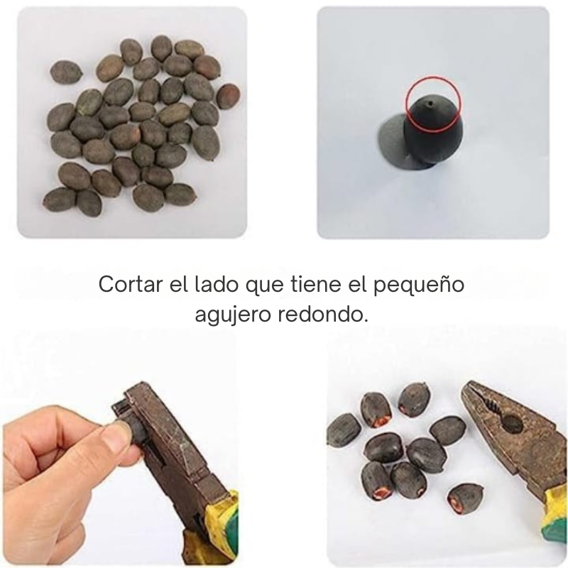 Semillas de Loto Mixtas (10Unidades)