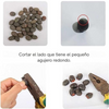 Semillas de Loto Mixtas (10Unidades)